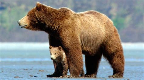 imagen de osos|Imágenes libres de regalías de Oso .